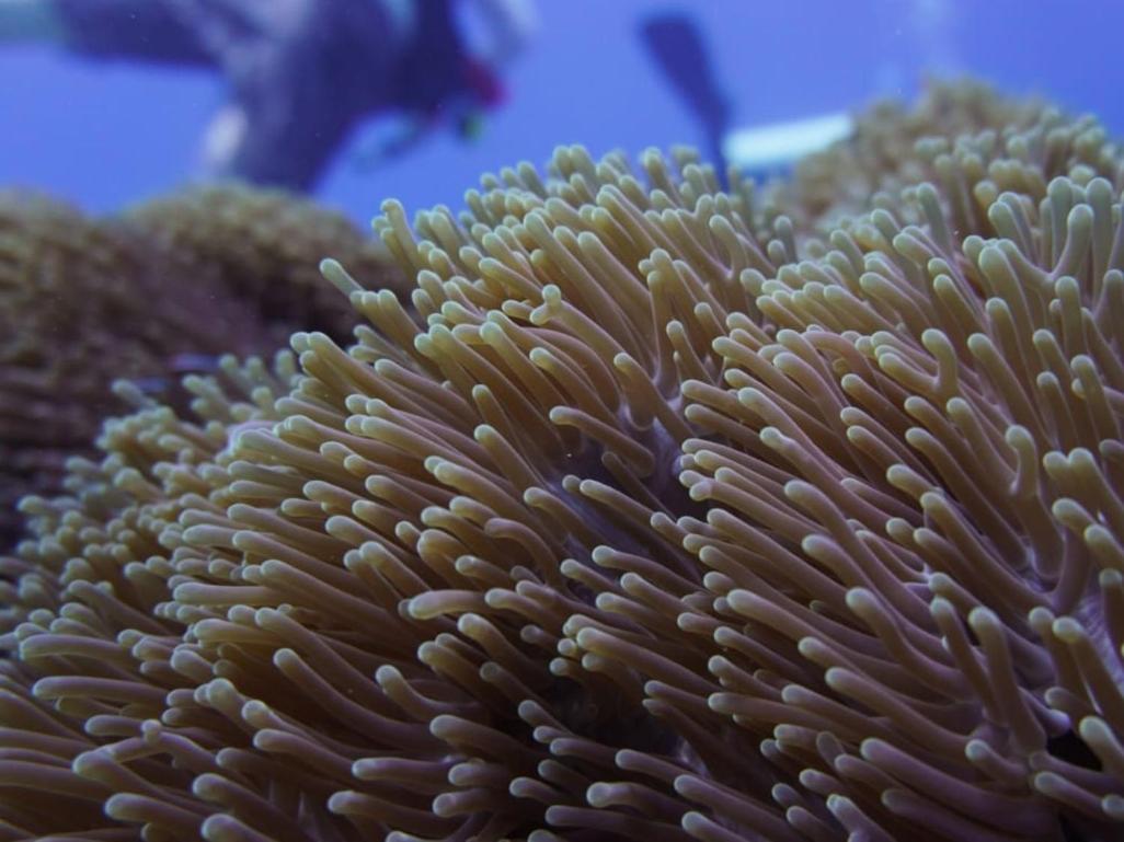 The Sagara Penida Nusa Penida Bagian luar foto